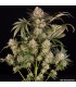 AK 47 3FEM (Mexican x Colombian x Thai x Afghan)