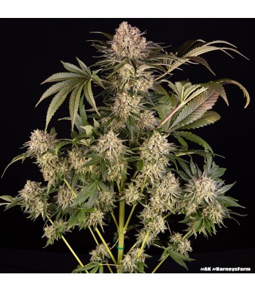 AK 47 3FEM (Mexican x Colombian x Thai x Afghan)