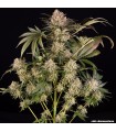 AK 47 3FEM (Mexican x Colombian x Thai x Afghan)