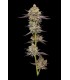 Hyper ZA 3FEM (Farmers Daughter x Wedding C. x Paddy Mouth x (NF15 S2)