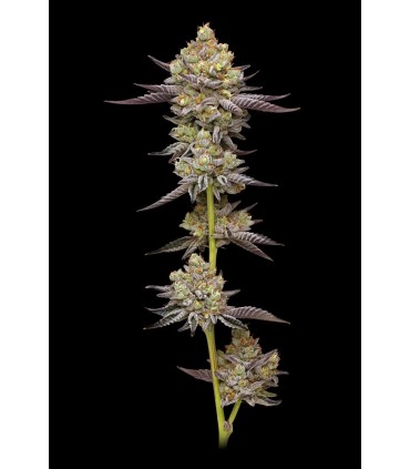 Hyper ZA 3FEM (Farmers Daughter x Wedding C. x Paddy Mouth x (NF15 S2)