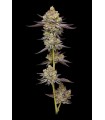 Hyper ZA 3FEM (Farmers Daughter x Wedding C. x Paddy Mouth x (NF15 S2)