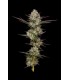 Puff Pastry 3FEM (Kush Z S1 x Blueberry Cupcake (OBKZ 57 S1)
