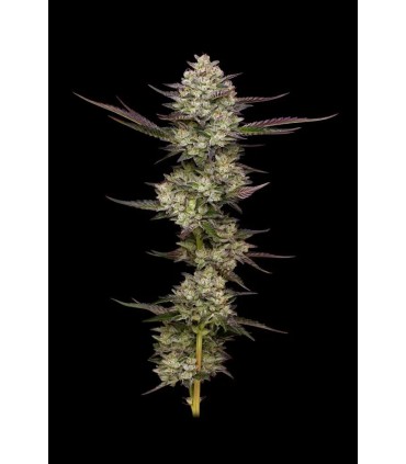 Puff Pastry 3FEM (Kush Z S1 x Blueberry Cupcake (OBKZ 57 S1)
