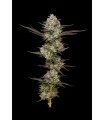 Puff Pastry 3FEM (Kush Z S1 x Blueberry Cupcake (OBKZ 57 S1)