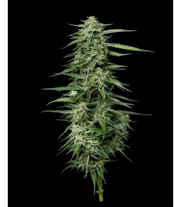 Blueberry Honey 3FEM (Blueberry Pancakes x Dip N Stix)