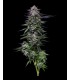 Candy Hustle 3FEM (Don Carlos x Jose X Grape Menthol)