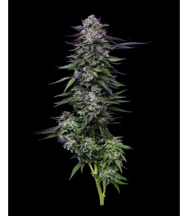 Candy Hustle 3FEM (Don Carlos x Jose X Grape Menthol)