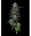Candy Hustle 3FEM (Don Carlos x Jose X Grape Menthol)