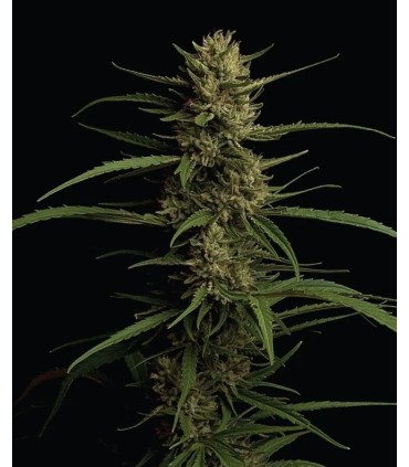 Caribbean Queen 3FEM (Caribbean Queen x Stoopid Fruits x Humboldt Dream)