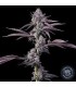 LUXAR DOS (Cherry Dosidos x Jet Fuel Gelato)