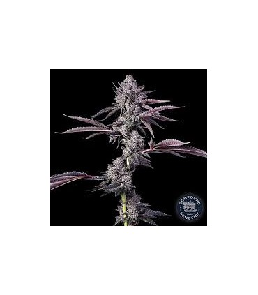 LUXAR DOS (Cherry Dosidos x Jet Fuel Gelato)