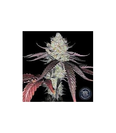 LUXAR DOS (Cherry Dosidos x Jet Fuel Gelato)