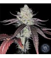 LUXAR DOS (Cherry Dosidos x Jet Fuel Gelato)
