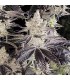 Ethos Cookies R2 5FEM(Ethos cookies 1 x Ethos cookies 16)