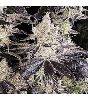 Ethos Cookies R2 5FEM(Ethos cookies 1 x Ethos cookies 16)