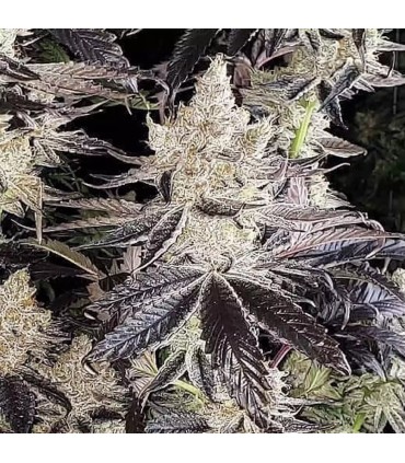 Ethos Cookies R2 5FEM(Ethos cookies 1 x Ethos cookies 16)