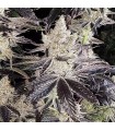 Ethos Cookies R2 5FEM(Ethos cookies 1 x Ethos cookies 16)