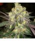 Candy Store RBX 5FEM(Lemon Berry Candy OG x Ethos Cookies 16)