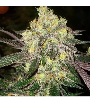 Candy Store RBX 5FEM(Lemon Berry Candy OG x Ethos Cookies 16)