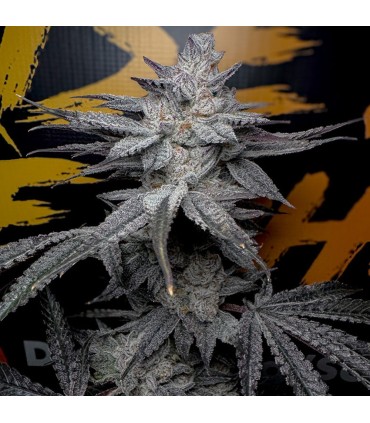 Rubicite 3FEM(Giggle Gas x Cherrylicious)