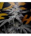 Rubicite 3FEM(Giggle Gas x Cherrylicious)