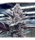 Pink Milk 3FEM(Bahama Mamax Udder Madness)