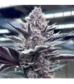 Pink Milk 3FEM(Bahama Mamax Udder Madness)