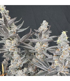 Diamond Daggers 3FEM(Diamond Daiquiri x Gas Guzzler)