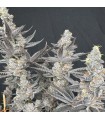 Diamond Daggers 3FEM(Diamond Daiquiri x Gas Guzzler)