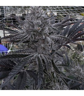 Butter Balm 3FEM(Trap Truffles x Udder Madness)