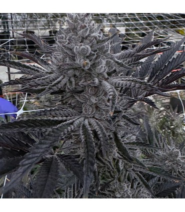 Butter Balm 3FEM(Trap Truffles x Udder Madness)