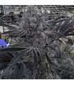 Butter Balm 3FEM(Trap Truffles x Udder Madness)