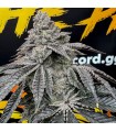 Dirty Water 3FEM(Bahama Mama x Strawberry Jelly)