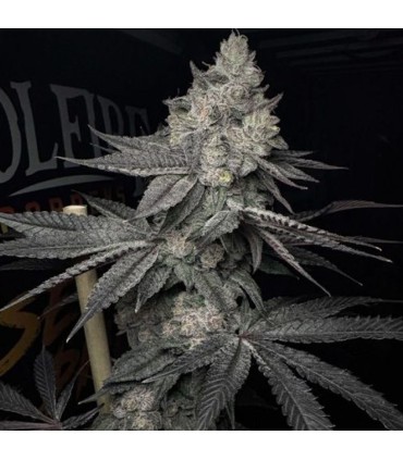 Lucid Vision 3FEM(Bahama Bussdown x Cherrylicious)