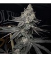 Lucid Vision 3FEM(Bahama Bussdown x Cherrylicious)