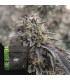 Lime Verbena 3FEM(Limesicle x Duke's Crumpets)