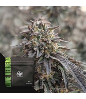 Lime Verbena 3FEM(Limesicle x Duke's Crumpets)