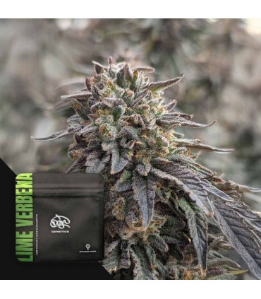 Lime Verbena 3FEM(Limesicle x Duke's Crumpets)