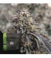 Lime Verbena 3FEM(Limesicle x Duke's Crumpets)