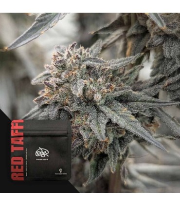 Red Taffi 3FEM(White Taffi x Lemon Cherry Gelato)