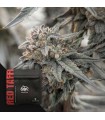 Red Taffi 3FEM(White Taffi x Lemon Cherry Gelato)