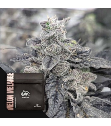 Melon Melange 3REGULAR (Honey Dew x ZBX2)
