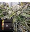 Neon Wormz 3REGULAR (Sour SFX x ZBX2)