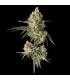 Sour Berry Shake 3FEM(Sugar Shack x Super Lemon Haze119)