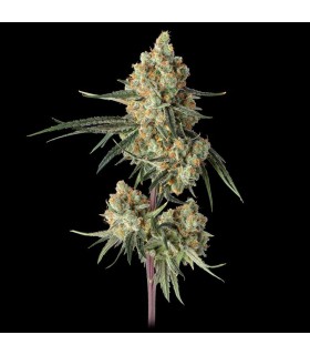 Sour Berry Shake 3FEM(Sugar Shack x Super Lemon Haze119)