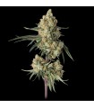 Sour Berry Shake 3FEM(Sugar Shack x Super Lemon Haze119)