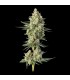 Downtown Haze 3FEM(Dirty Taxi x Super Lemon Haze)