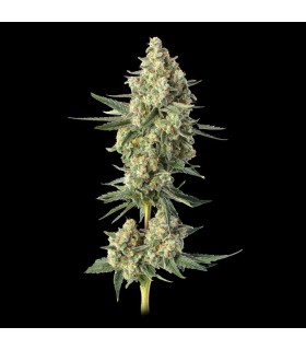 Downtown Haze 3FEM(Dirty Taxi x Super Lemon Haze)
