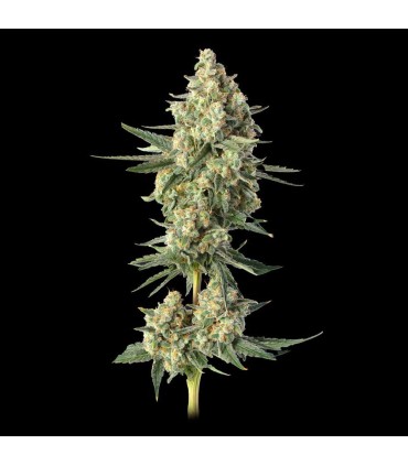 Downtown Haze 3FEM(Dirty Taxi x Super Lemon Haze)